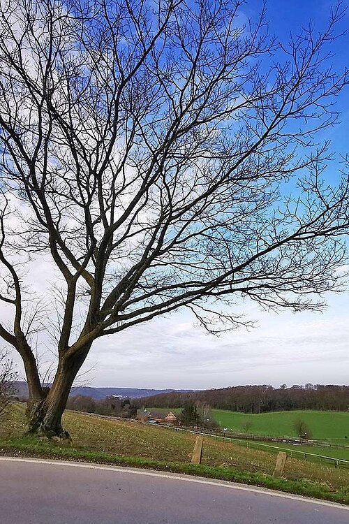 Großer Baum ohne Blätter vor Landschaftskulisse