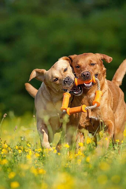 Zwei spielende Hunde auf einer Wiese